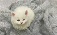为什么程序员喜欢养猫