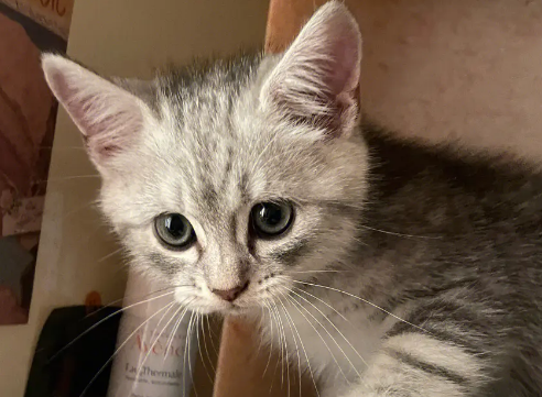 英短端午猫是长毛吗