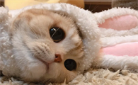 猫咪为什么会长出水痘的原因