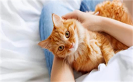 猫咪为什么怕主人抱它啊