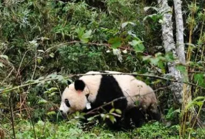 熊猫淘淘放归死亡原因