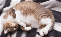 猫咪为什么会自己睡觉啊