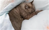 猫咪为什么睡在床中呢