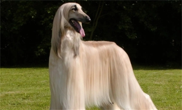 阿富汗猎犬好养吗？独自性强对人温和
