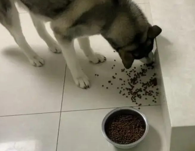 如何自制哈士奇的狗粮呢