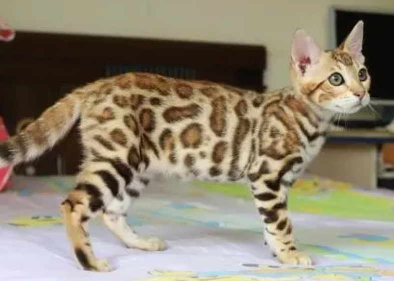 孟加拉豹猫萨凡纳
