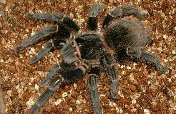 所罗门蜘蛛为什么便宜 所罗门蜘蛛为什么便宜