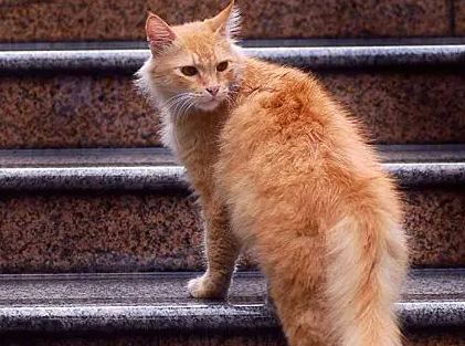 金丝猫图片小猫可爱 金丝猫图片小猫可爱