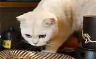 猫咪总是吃不胖是为什么呢