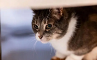 猫咪不太安静有哪些原因