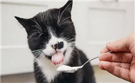 为什么猫咪食量突然变小啊