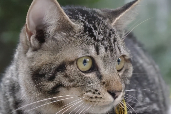 狸花猫多少钱一只
