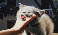 猫咪为什么整天嚎叫不停