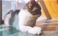 猫咪为什么爬到窗台边上呢