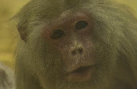 世界上最高龄汤基猕猴年满43岁 相当于人类120岁 世界上最高龄汤基猕猴年满43岁 相当于人类120岁