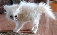 猫咪为什么会炸毛呢