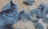 猫咪掉毛很厉害怎么办啊