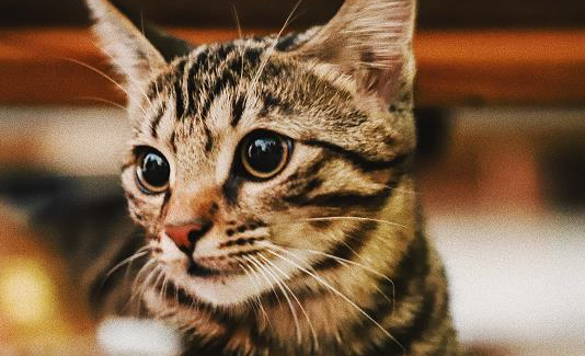 作家虎皮猫大人身份大揭秘