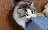 猫咪为什么老是咬裤脚啊