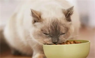 猫咪为什么要每天喂食物呢