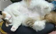长毛猫爆毛前征兆