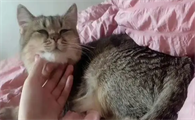 猫咪为什么会黏着我呢