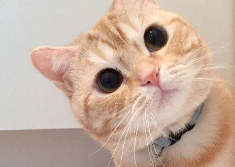 金丝猫是什么人种的猫 金丝猫是什么人种的猫