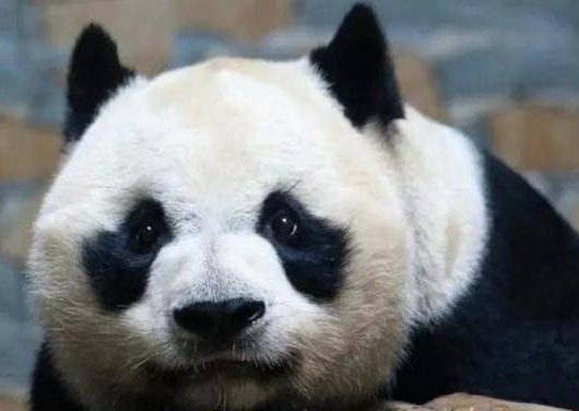 熊猫缘小是被终身领养的吗
