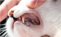 猫咪为什么会有蛀牙呢