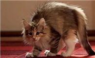 猫咪为什么会失去动力啊