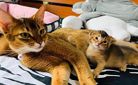 猫咪把主人当妈妈是为什么