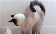 猫咪尾巴为什么能扭成麻花呢