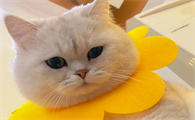 猫猫乱咬东西怎么办