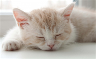 猫咪为什么非常爱睡觉啊