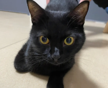 黑猫身上有白毛算玄猫吗