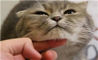 猫为什么拿手摸你脸上