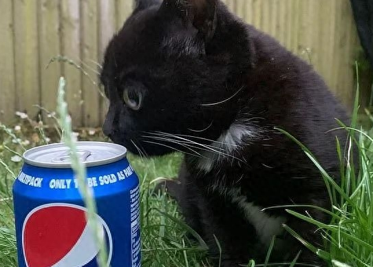 一只永远长不大的猫咪，可爱极了，但是背后却是...