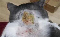 猫咪长癣的原因是什么