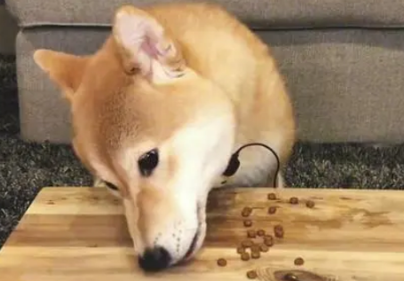 柴犬如何搭配狗粮吃 柴犬如何搭配狗粮吃