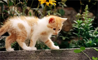 猫咪为什么在床上尿床呢