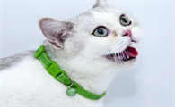 猫咪带项圈是为什么呢