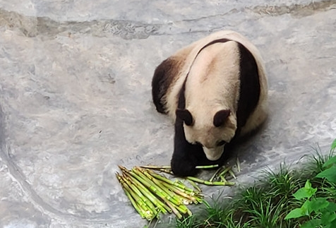 熊猫食物吃什么