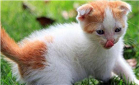 猫咪为什么很想出去啊