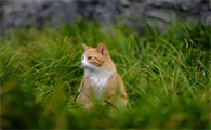 流浪猫可以带回家吗