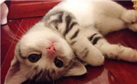 为什么不看着猫咪发情啊