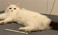 雪中拖枪猫咖啡色性格
