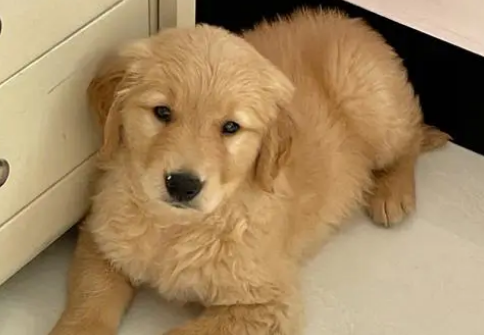 小金毛幼犬适合叫什么名字呢