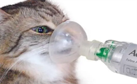 猫咪可以吸入臭氧吗为什么呢