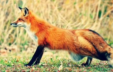 赤狐·147是什么狐狸？来get下吧