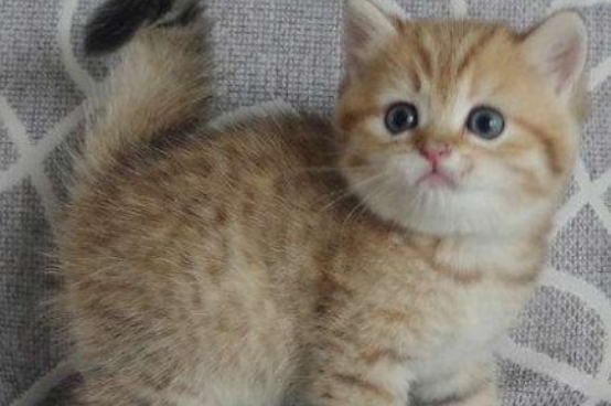 金渐层猫是什么品种 金渐层猫是什么品种